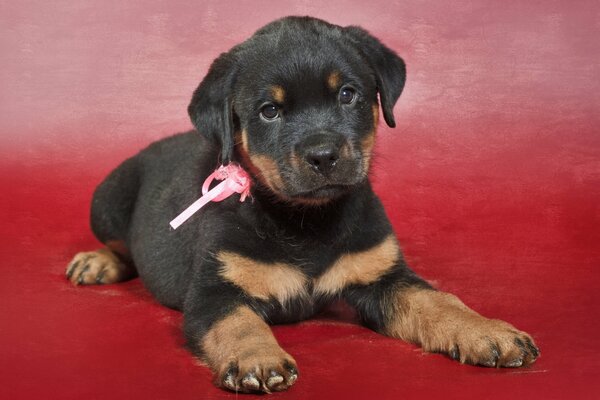 Chiot mignon sur fond rouge