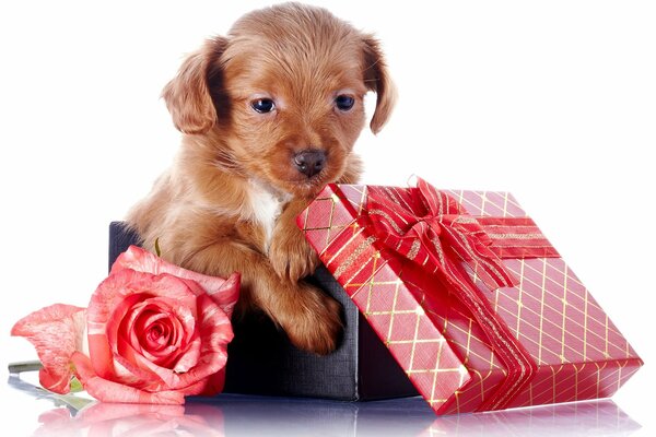 Chiot assis dans une boîte-cadeau