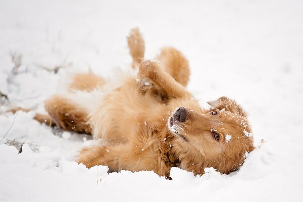 Perro alegre bañándose en la nieve