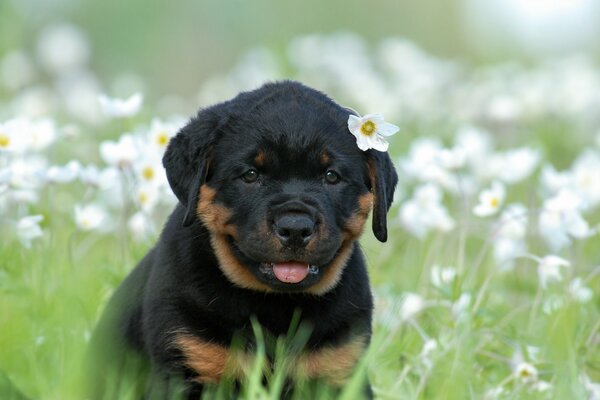 Un piccolo cucciolo di Rottweiler con un fiore nell orecchio si siede su una radura