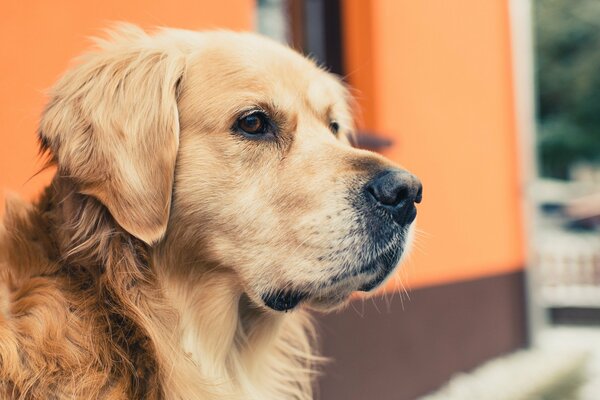 Der Golden Retriever schaut nachdenklich in die Ferne