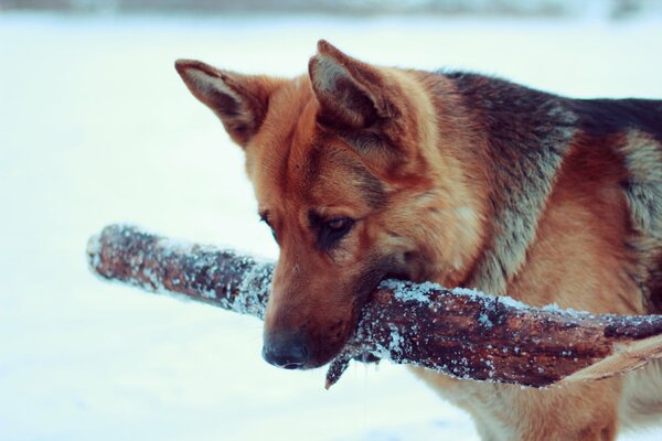 Ein deutscher Schäferhund trägt im Winter einen Stock in einer Paste