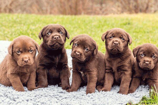 Five Labrador puppies are sitting in a clearing