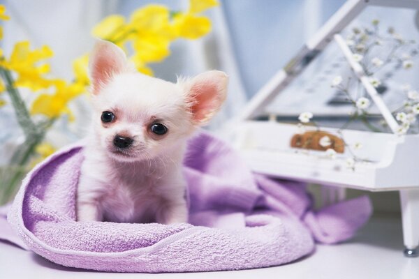 A little puppy is lying on a purple towel