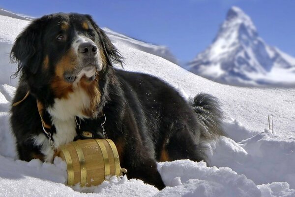 Pies Berneński pies pasterski śnieg góry