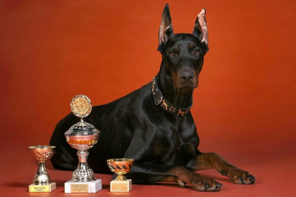 Dog Doberman puchary czerwone tło