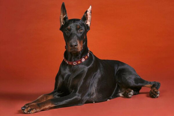 Doberman negro yace sobre un fondo rojo