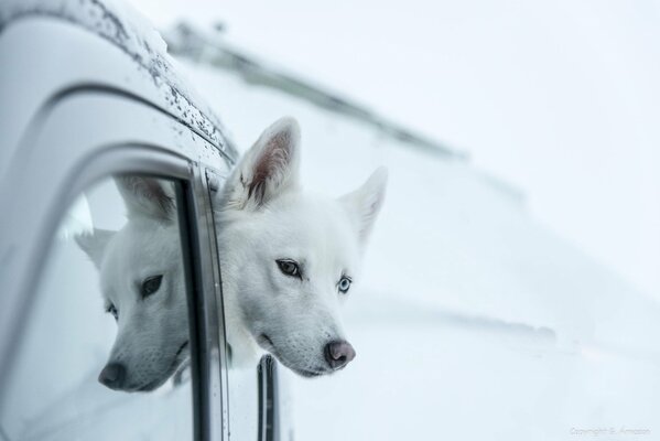 View vodka albino dog