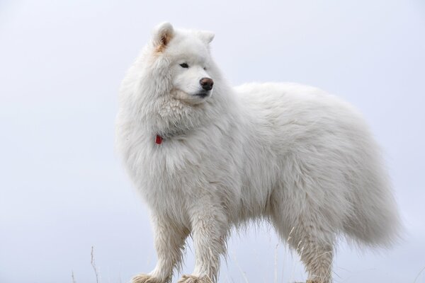 Samoyède duveteux blanc sur fond blanc