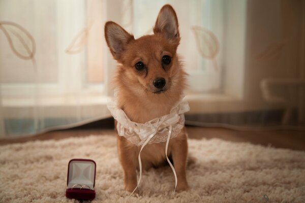Ein Hund in einem Hochzeitsstrumpf auf einem Teppich