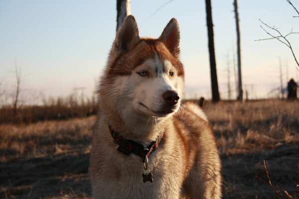 Husky caminando por las extensiones de la tundra