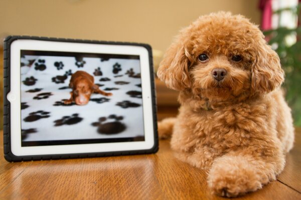 A small curly-haired red dog with a tablet