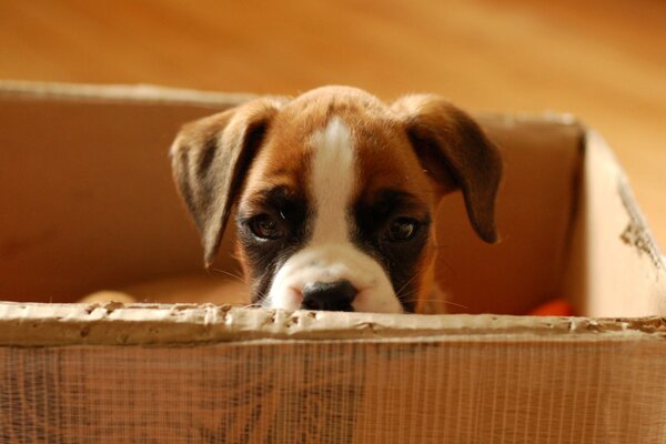 Cachorro sentado en una Caja de cartón