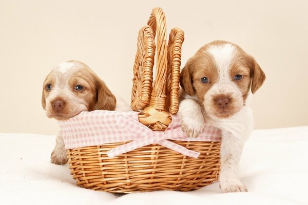 Deux chiots assis dans un panier