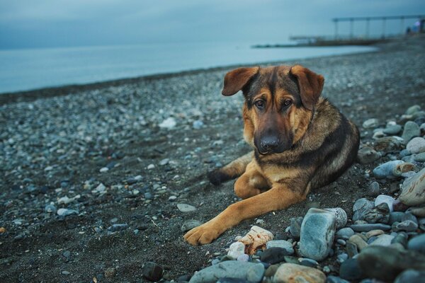 Trauriger Hund liegt am Ufer