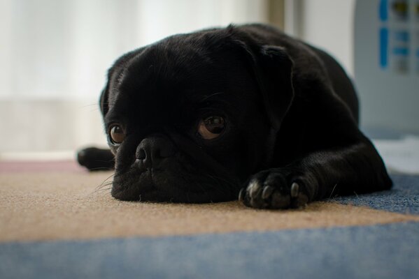 Trauriger Blick eines Mops auf dem Boden liegend