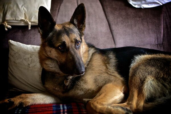 Der Hund liegt auf der Couch und schaut nach rechts