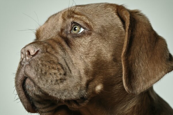 Portrait of a dog in close-up