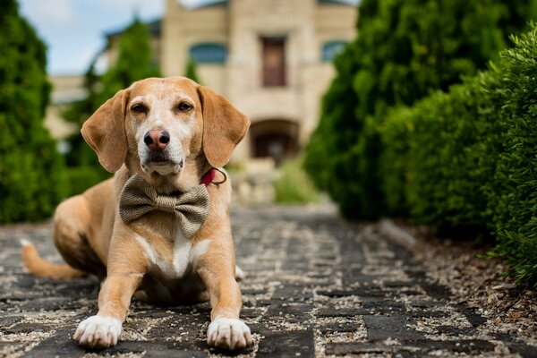 Perro de compañía con collar de mariposa