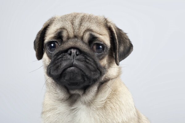 Portrait of a cute pug with hanging ears