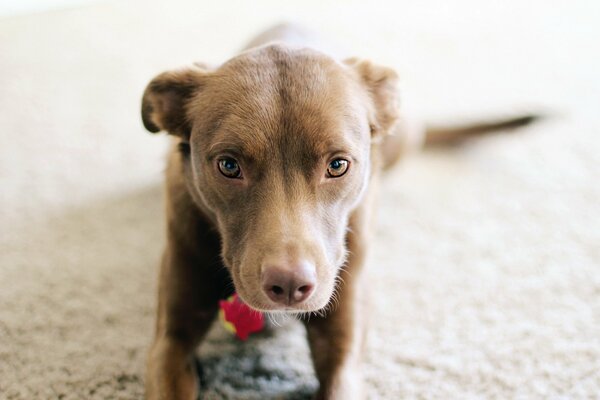 Pitbull con buenos ojos