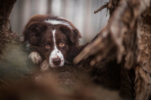 The dog is lying in the forest