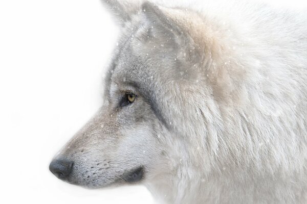 The white wolf looks into the distance