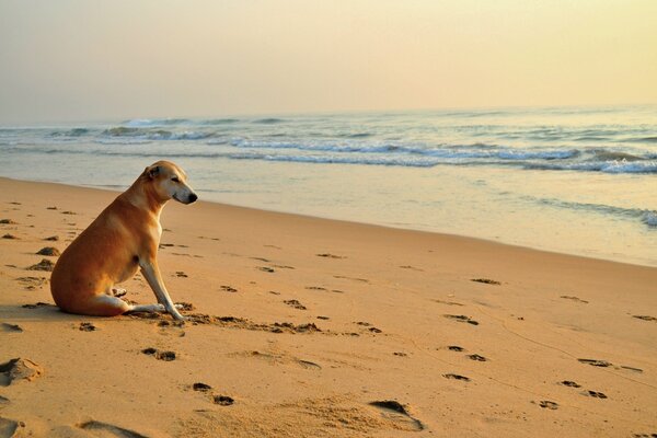 Perro en la playa, mirando las olas