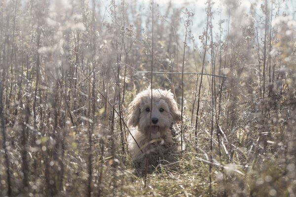 Peloso cagnolino seduto nell erba