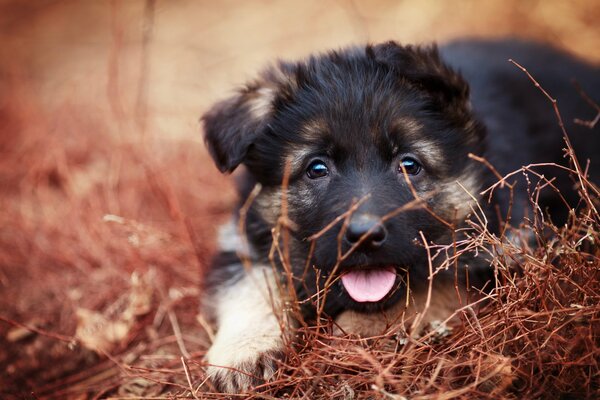 Chiot berger allemand dans l herbe