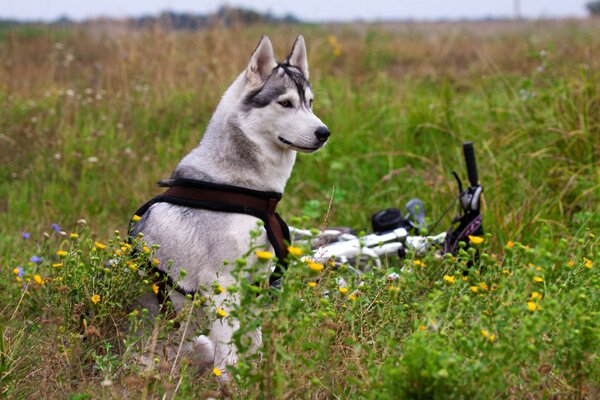 Field, flowers, summer dog