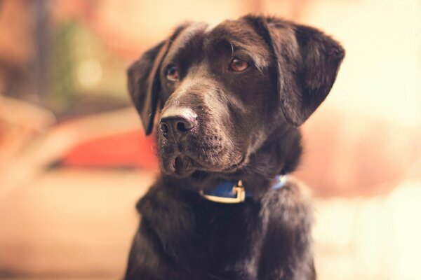 Perro devoto, perro amigo del hombre