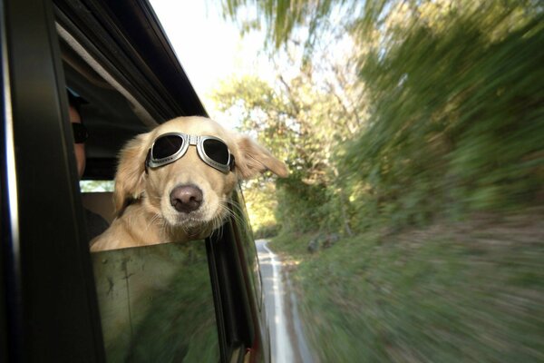 Dog with glasses on the train, in the wind