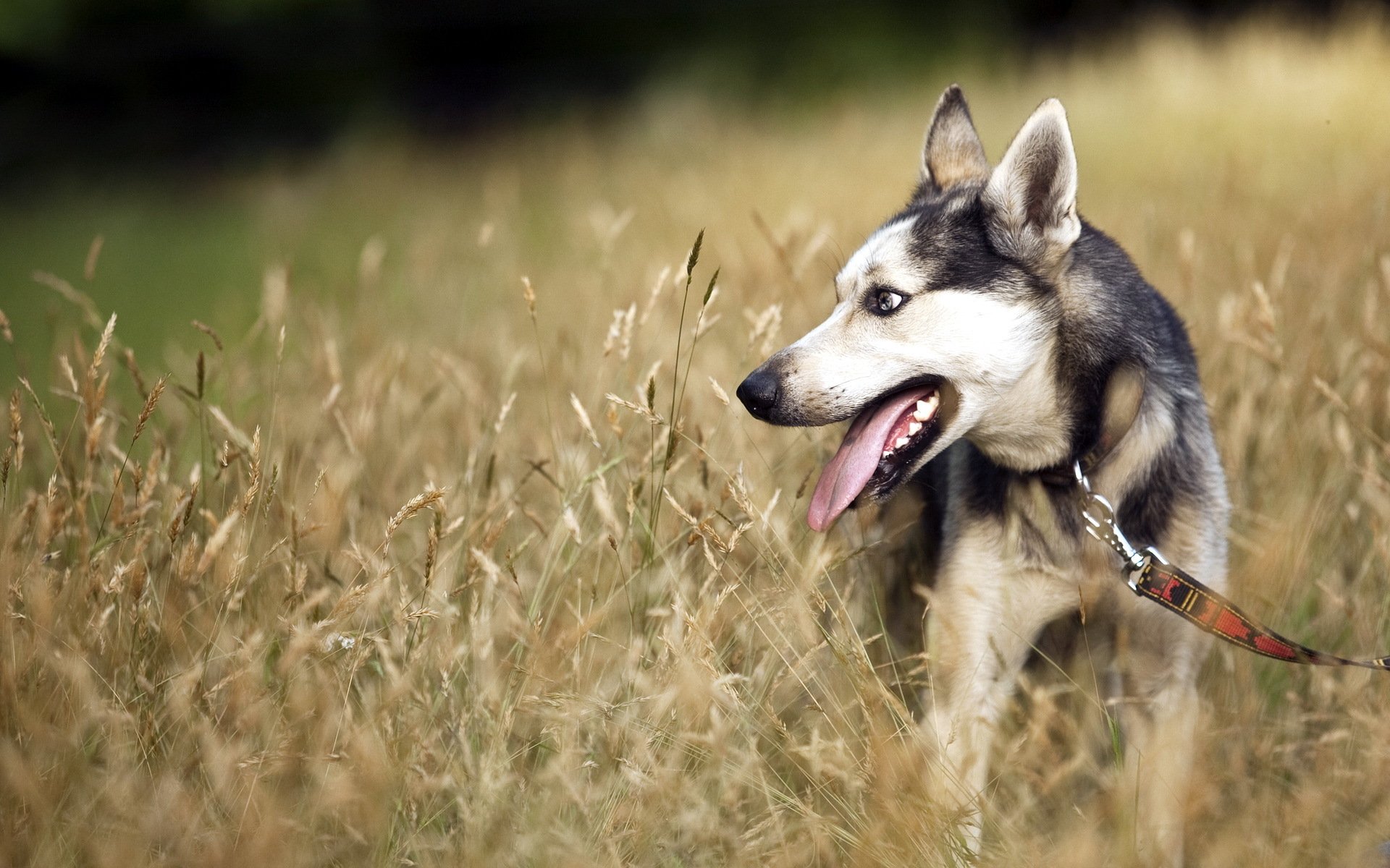 dog other the field