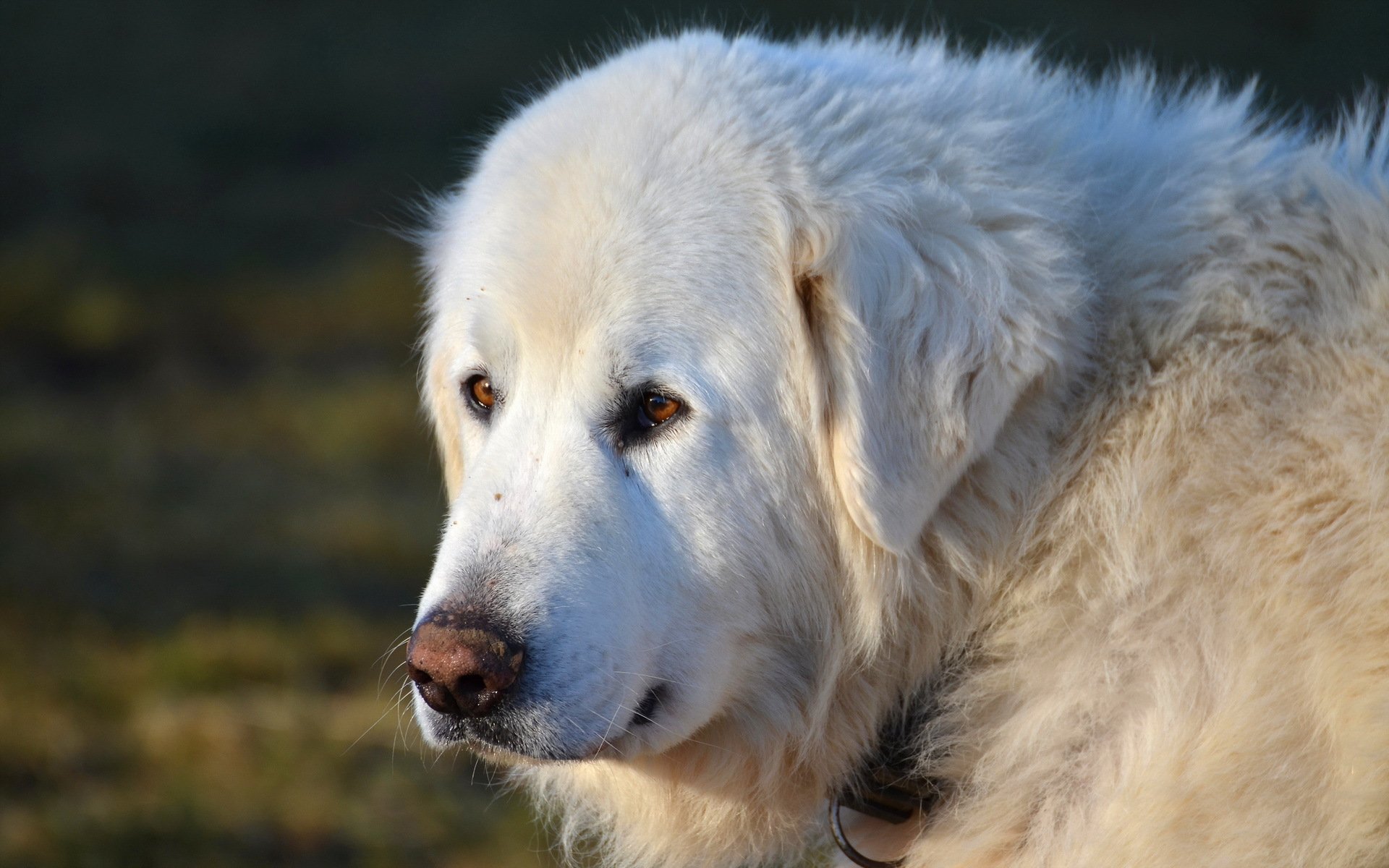 chien regard ami