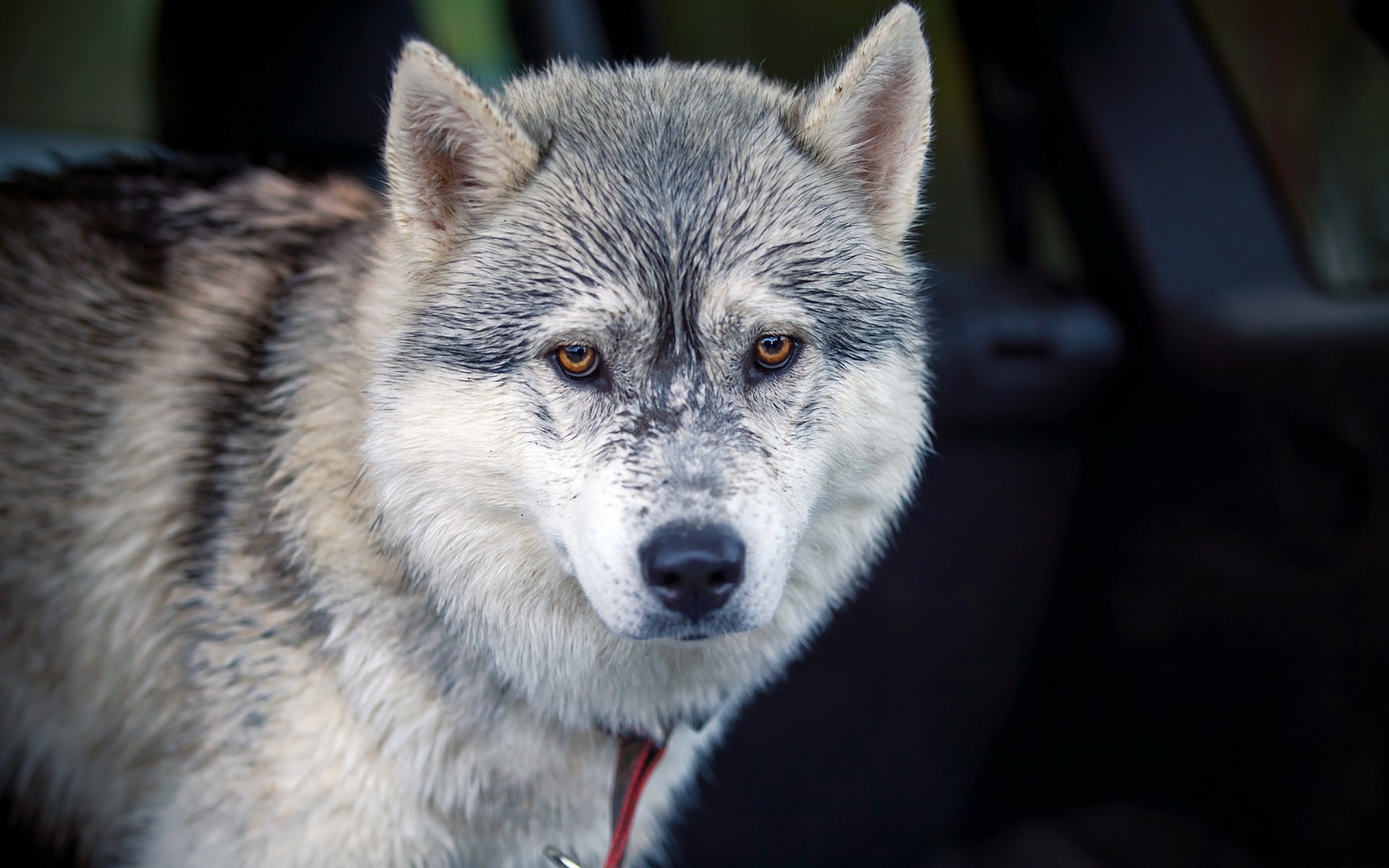 chien regard ami