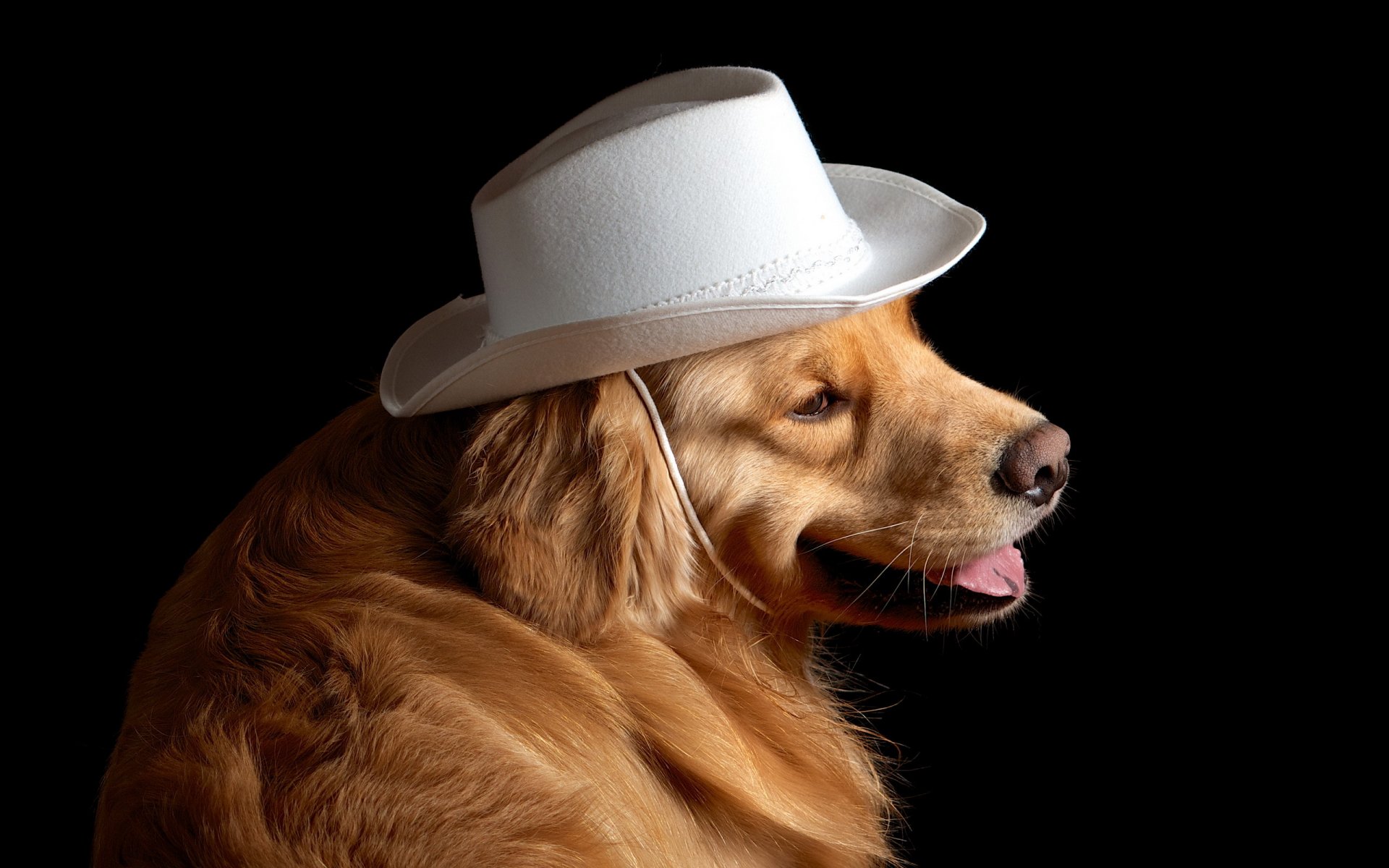 perro amigo sombrero