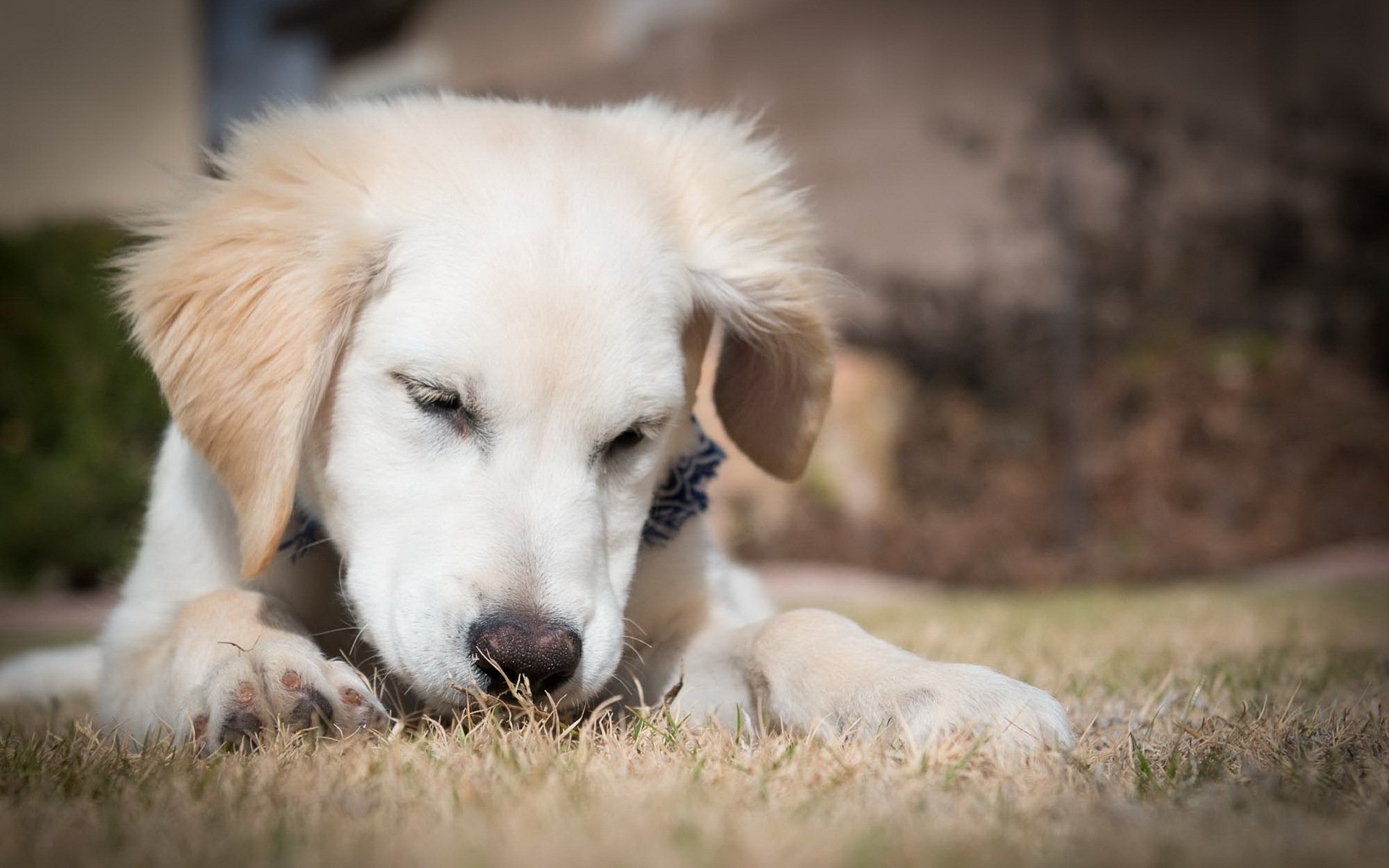 pies szczeniak retriever