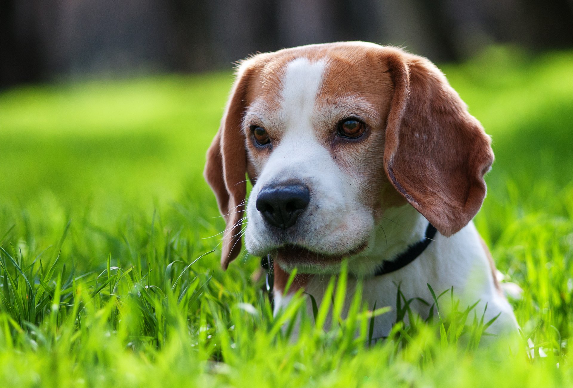 chien chiot herbe marche