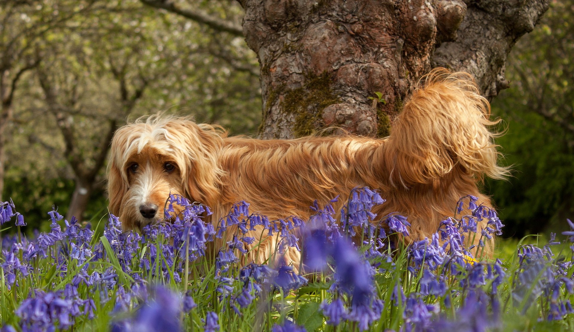 chien fleurs nature