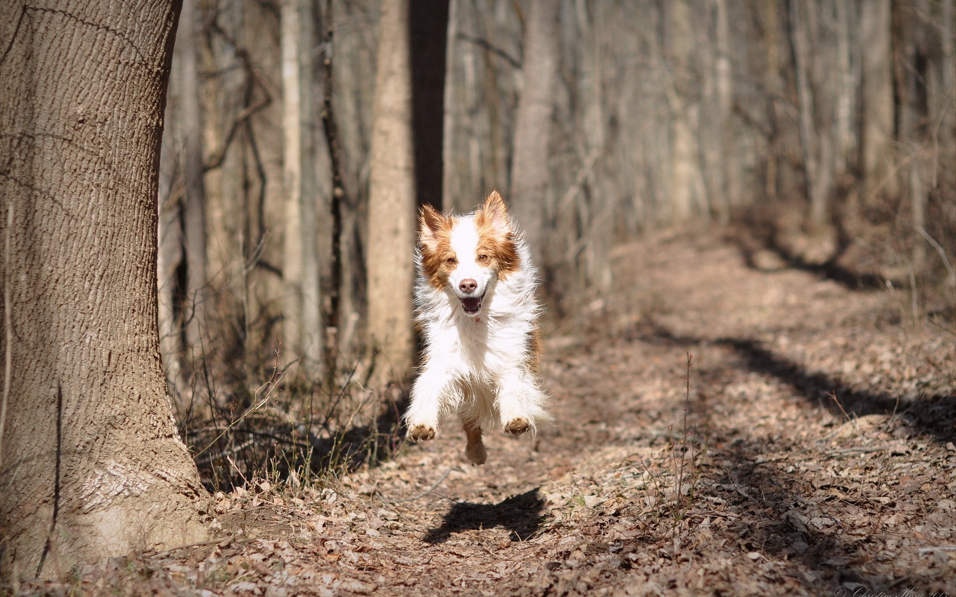 chien nature courir