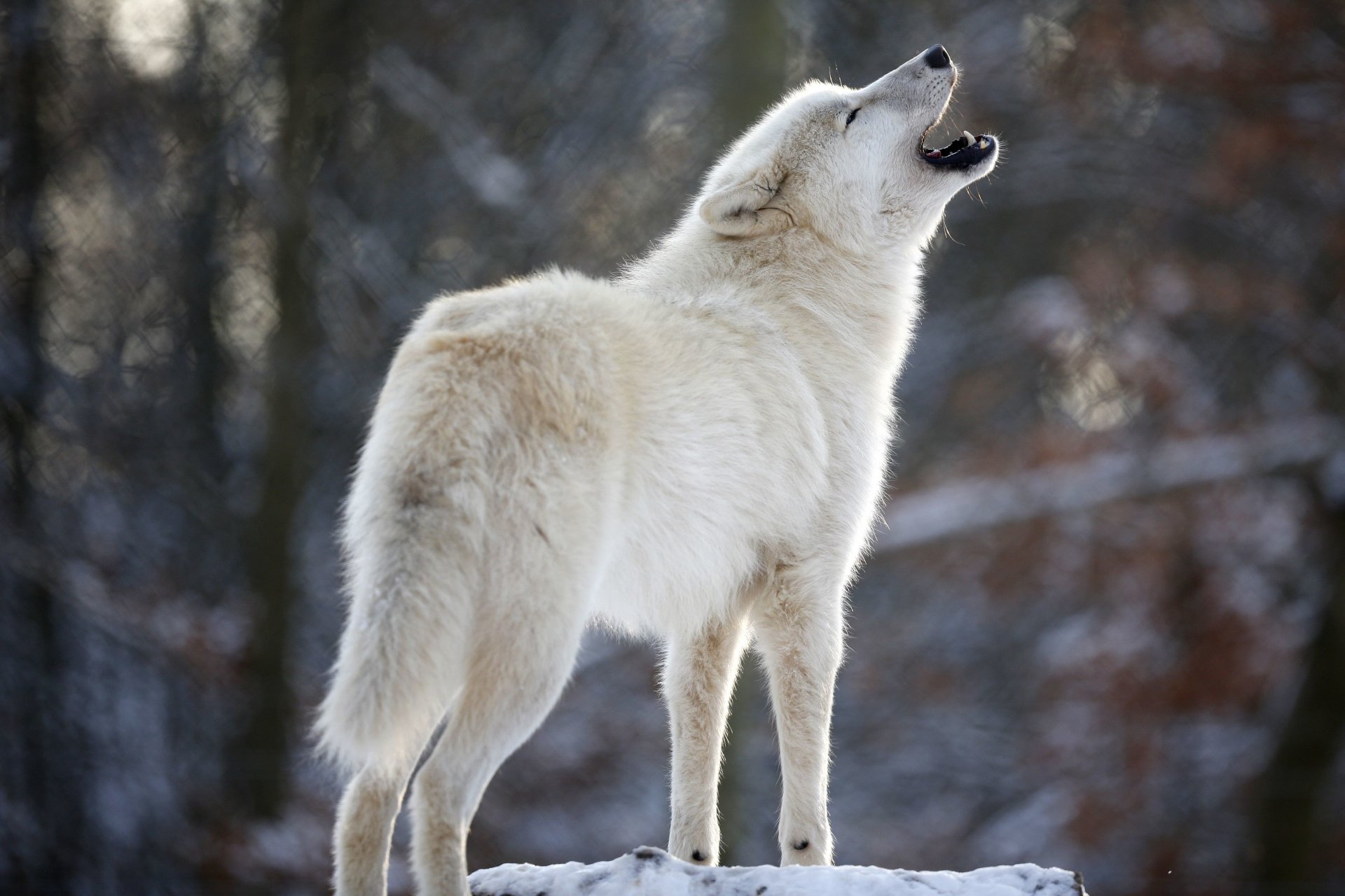 lupo bianco predatore ululato