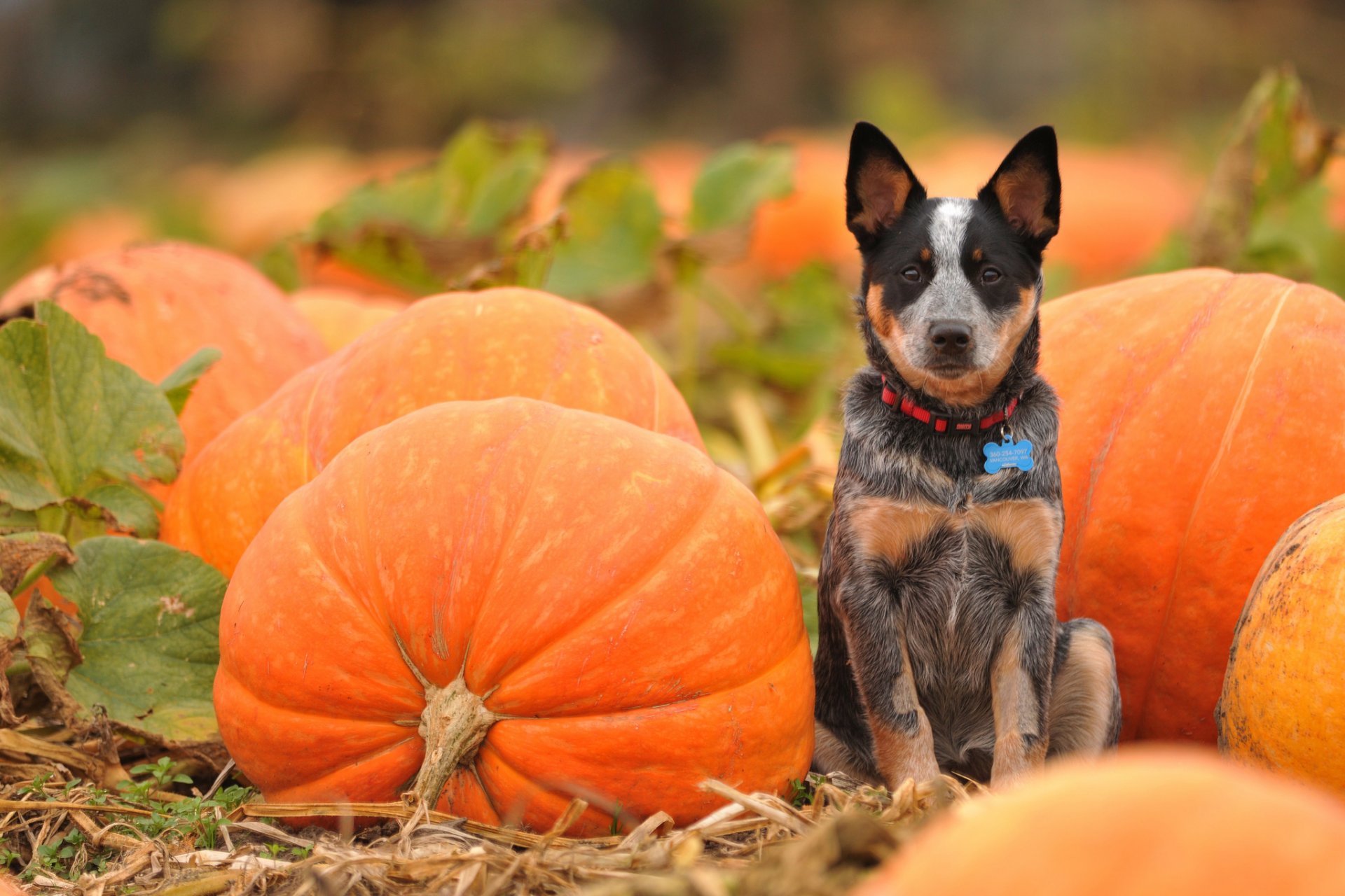 champ citrouille orange chien regard