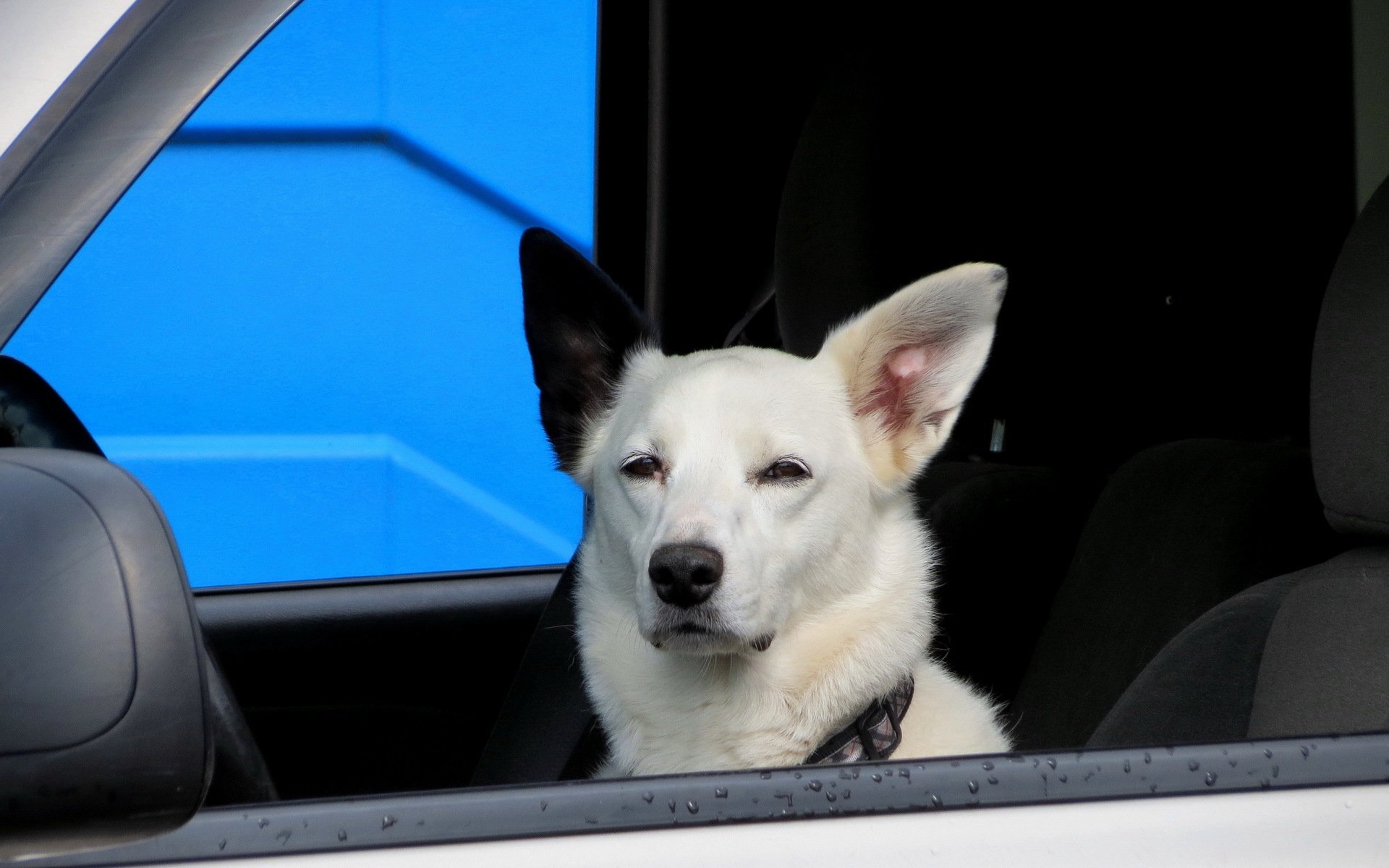 perro amigo coche