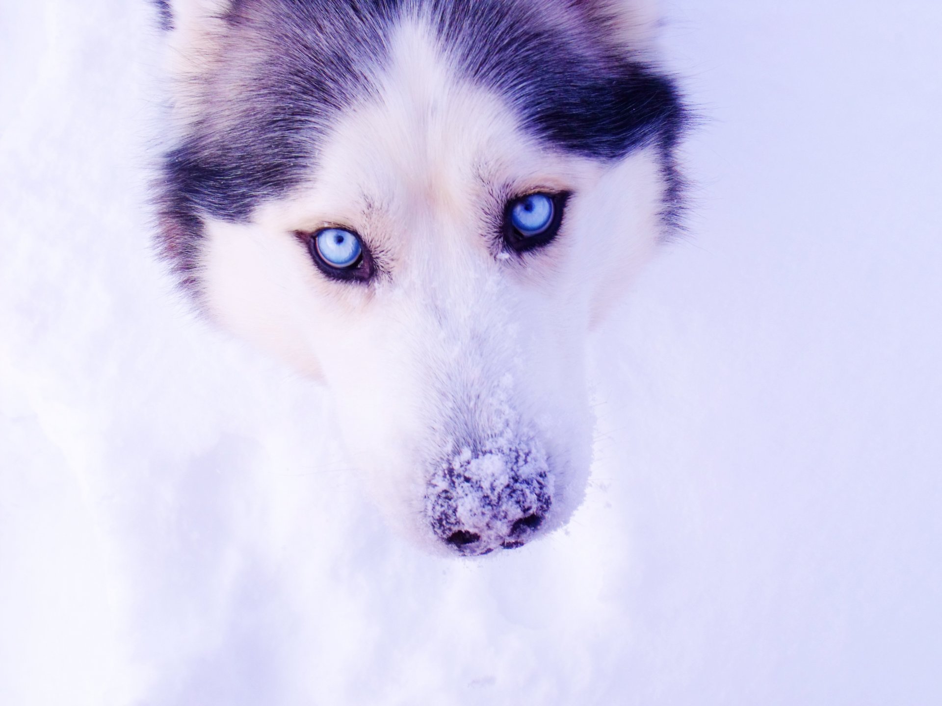 husky oczy śnieg