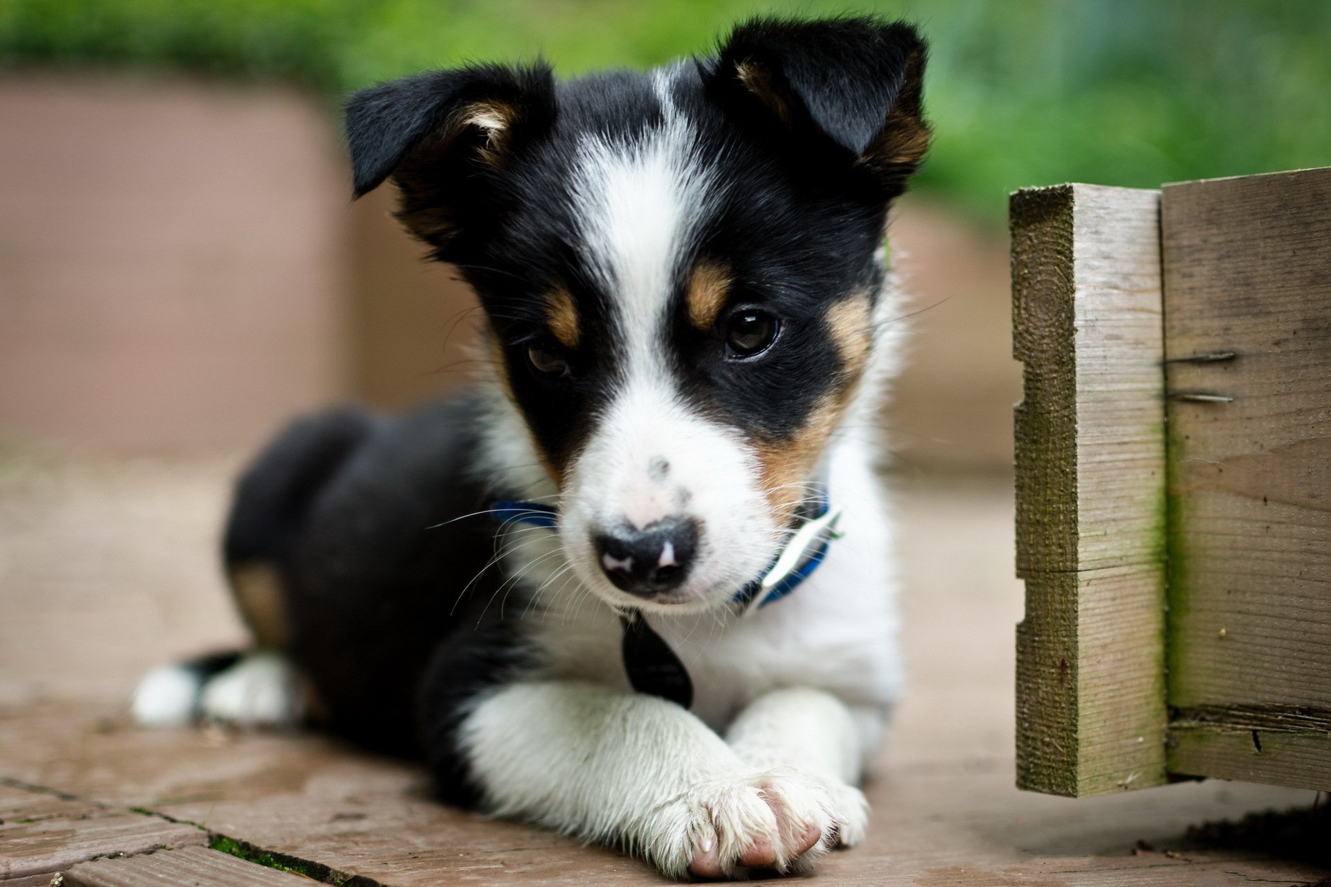 cane cucciolo sguardo