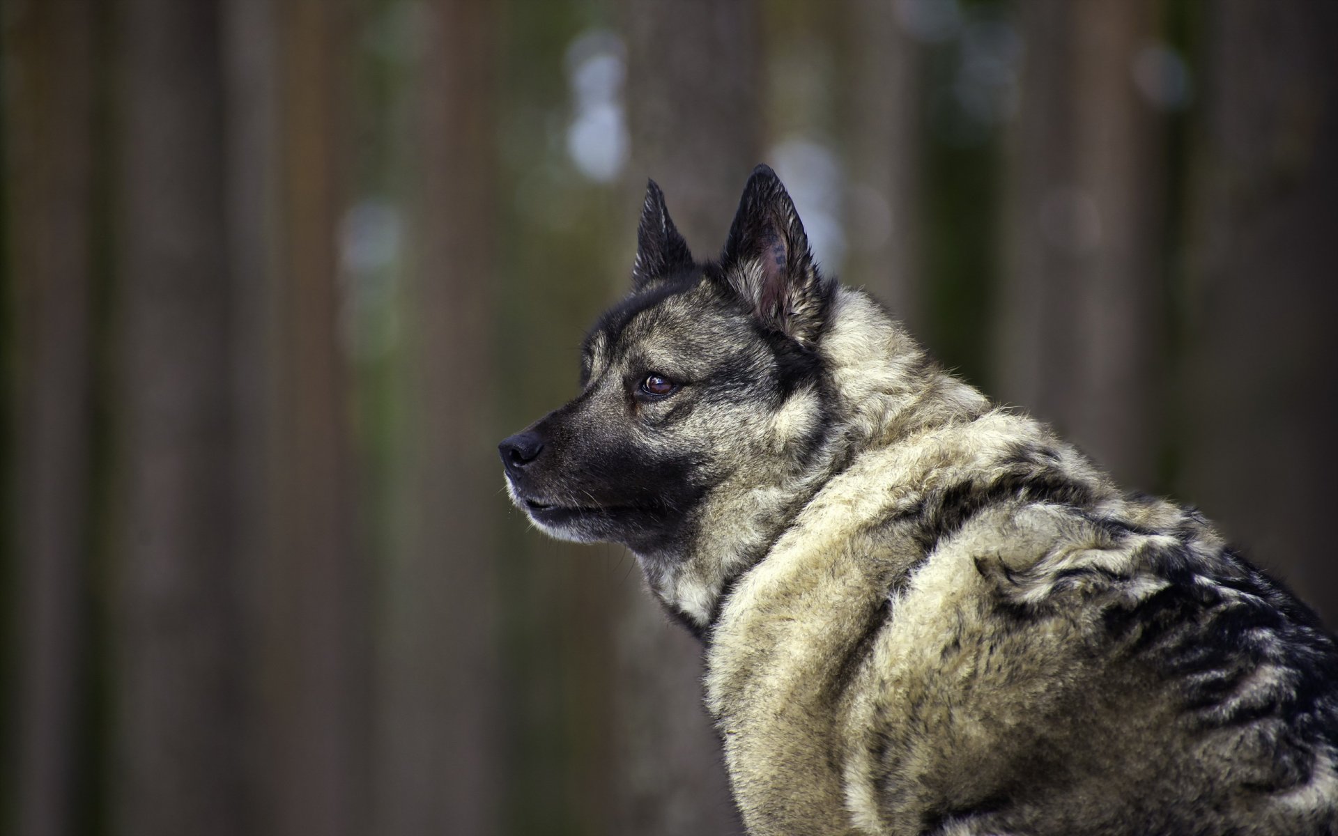 perro mirada amigo