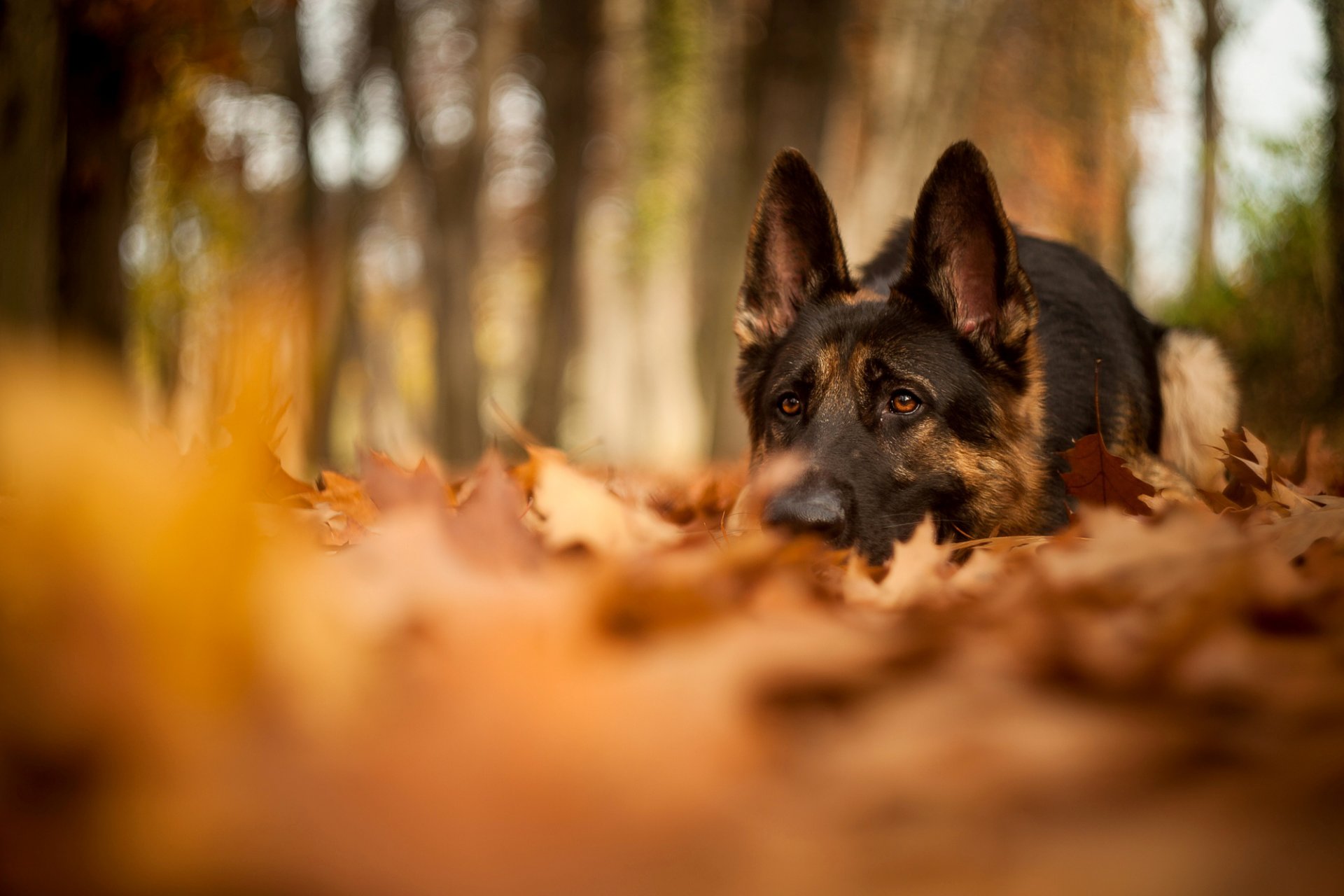 dog shepherd is forest autumn nature leaves blur