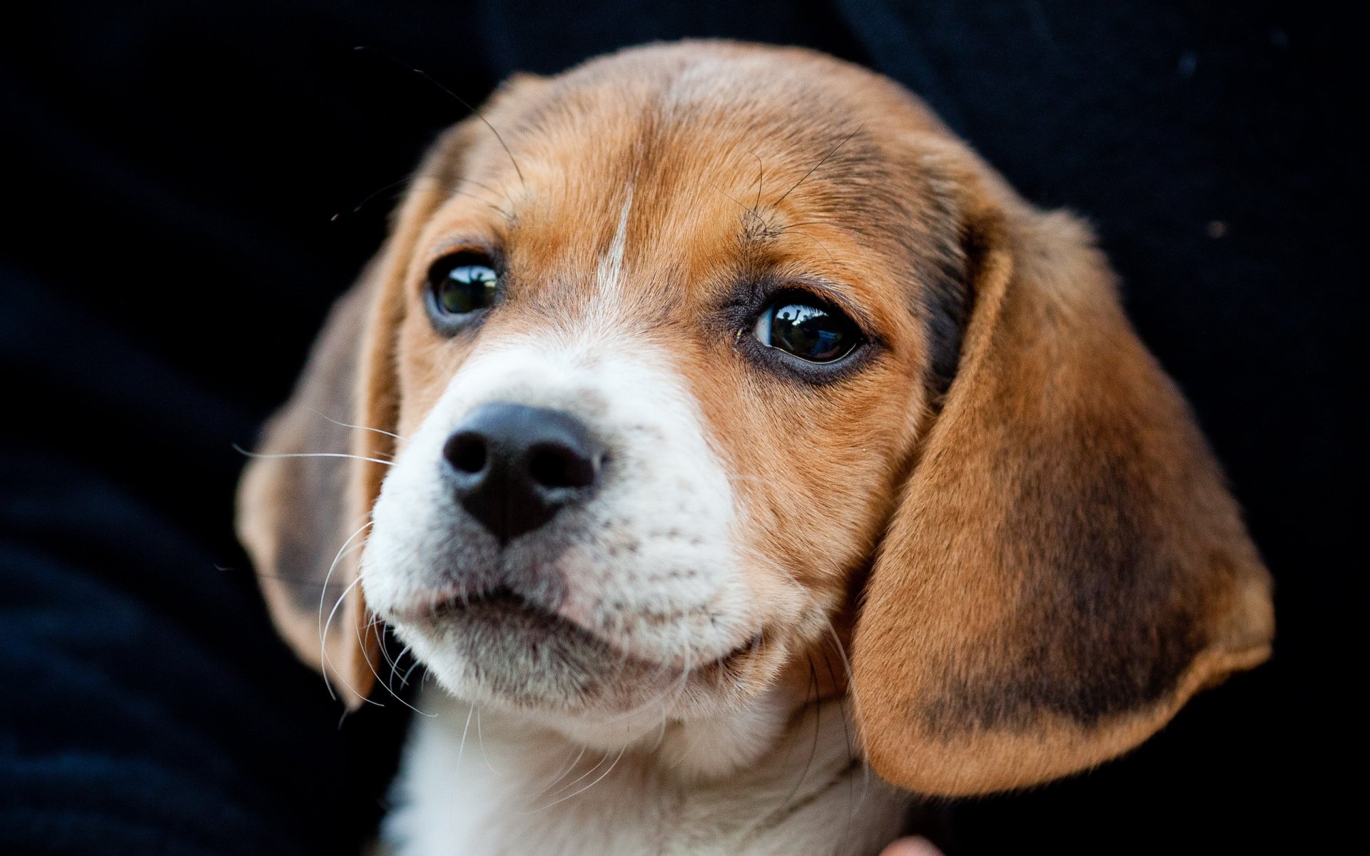 beagle pies szczeniak