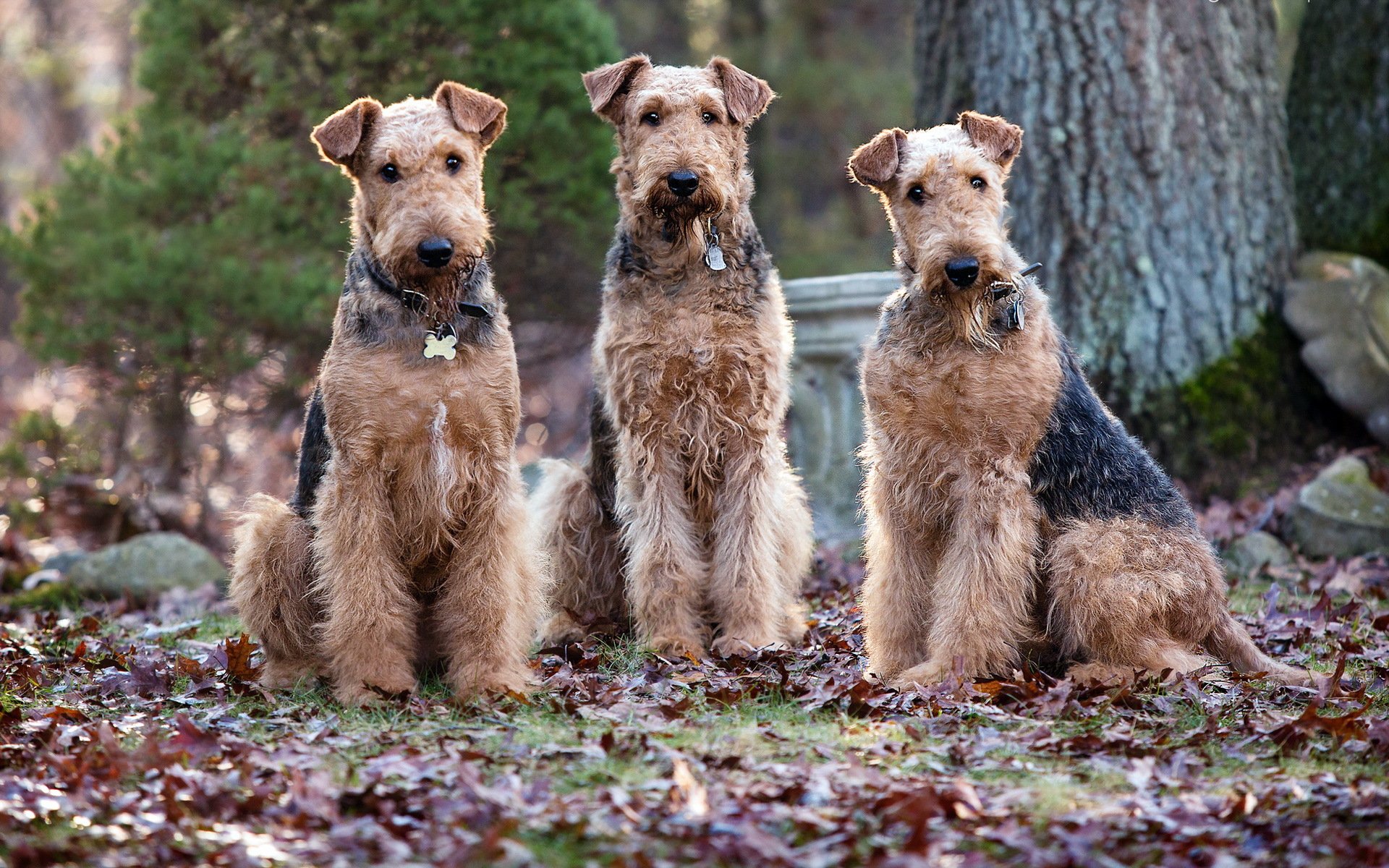 cani natura sfondo